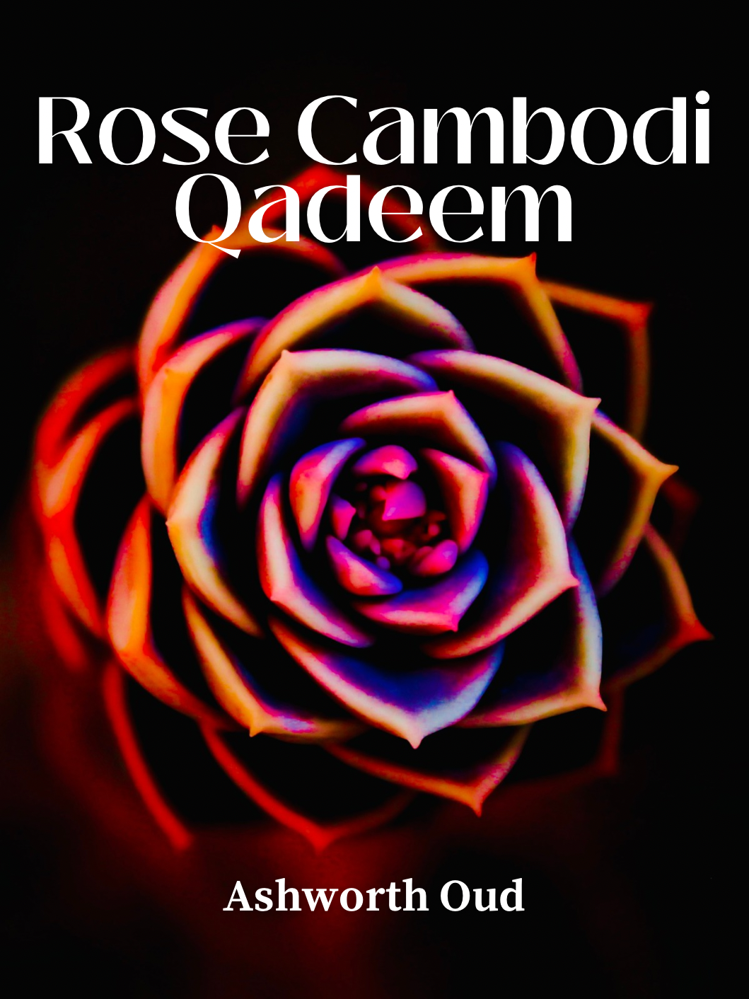 Rose Cambodi Qadeem